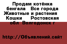 Продам котёнка бенгала - Все города Животные и растения » Кошки   . Ростовская обл.,Волгодонск г.
